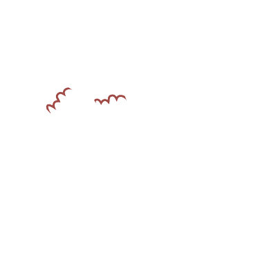 Pigeon From Poland With Dev
